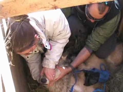 Wolf Research at the Wildlife Science Center
