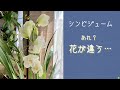 2021年2月9日　お買い得品のシンビジューム【プリンセス マサコ】　全く花色の違うシンビが咲いてビックリ！　はやくも来年の花が楽しみです