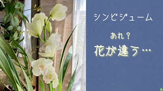 2021年2月9日　お買い得品のシンビジューム【プリンセス マサコ】　全く花色の違うシンビが咲いてビックリ！　はやくも来年の花が楽しみです