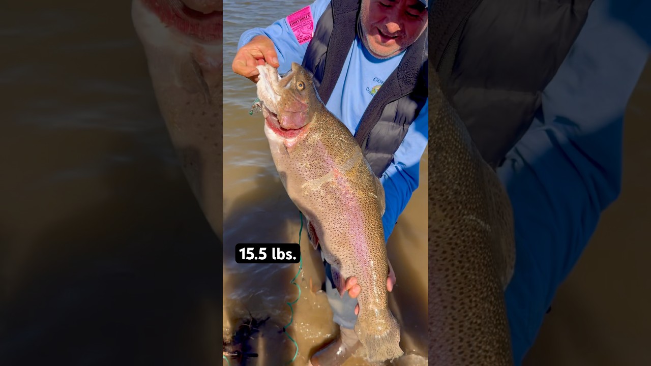 Суперфорель весом 15,5 фунтов, пойманная на радужную приманку Powerbait на озерах реки Санта-Ана....