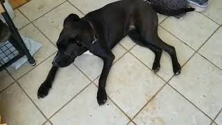 Harmony CrisisDogsNC rescue needs a home