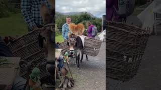 Playful Donkey and Dog Duo Attracts Onlookers