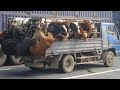 Поездка за скотом в Ростовскую область