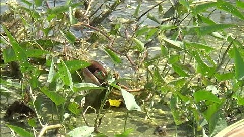 Camera Quay Cận Cảnh Cá lóc Táp Mồi Khiến Bao Cần Thủ Thèm Khát Snakehead Fishing