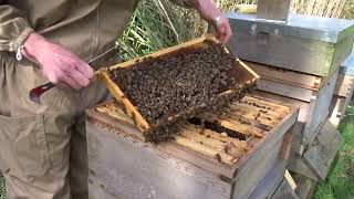 Beekeeping Guide: Spring Hive Inspection