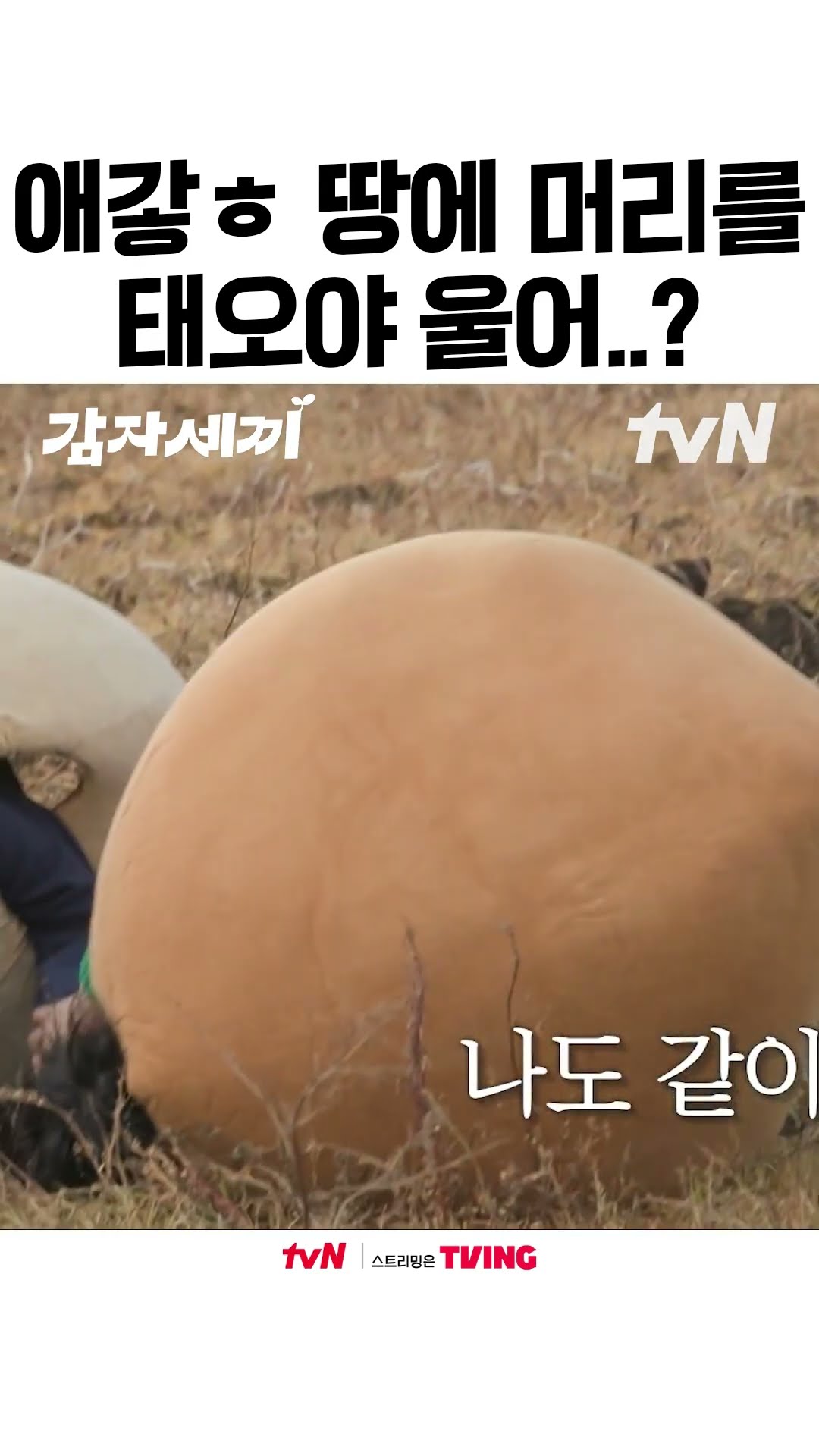 감자가 되고 싶었던 강태오 #감자세끼