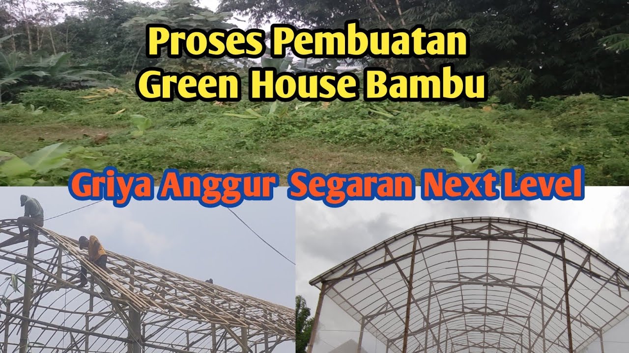 Proses Pembuatan Green House Bambu untuk Budidaya Anggur Import
