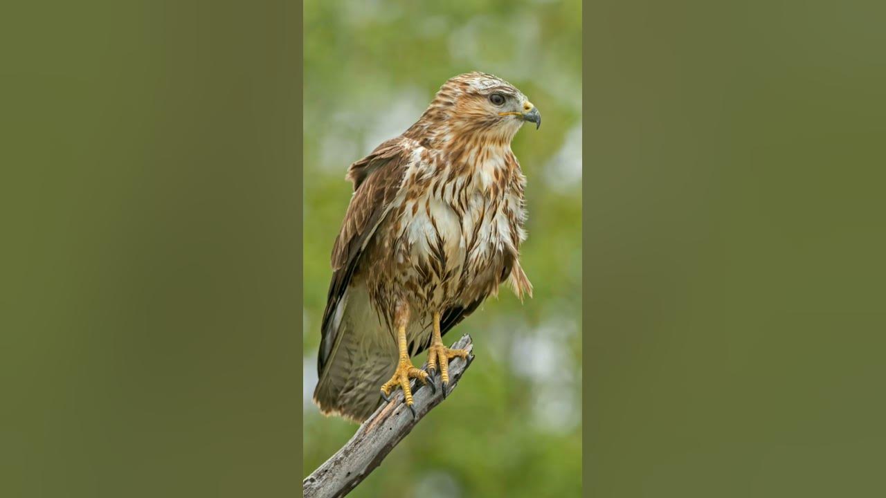 international Buzzard day YouTube