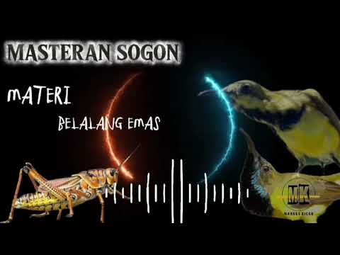 MASTERAN SOGON MATERI BELALANG EMAS