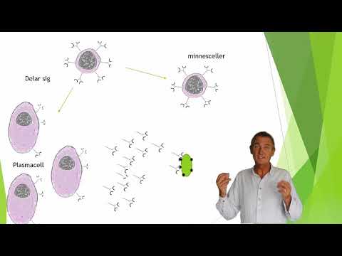 Immunförsvaret 6(7) B-lymfocytaktivering