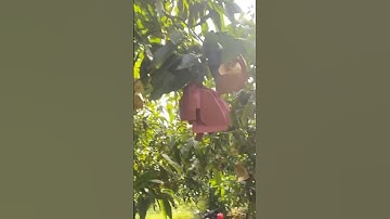 Xoài cát chu bọc 2 màu phân biệt #giaxoaidailoan #hoilamxoaibenvung #xoai catchu