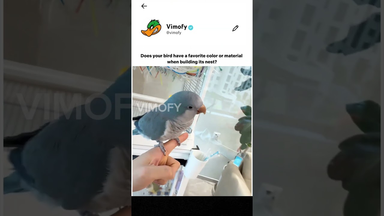 This Parrot Has A Favorite