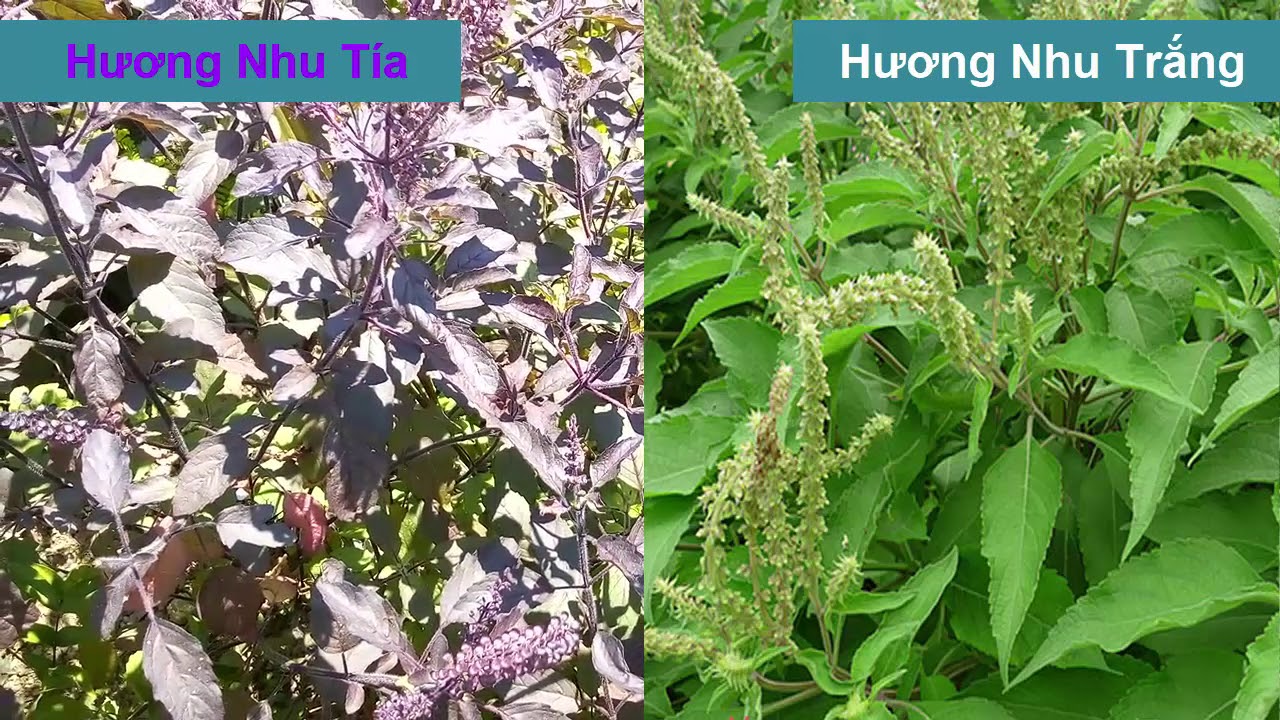 Những CÔNG DỤNG QUÝ và THÔNG DỤNG của cây HƯƠNG NHU mà có thể các bạn không biết