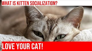Socializing a Kitten: A Step-by-Step Guide by Kitty Cat's Corner 92 views 1 month ago 4 minutes, 7 seconds