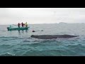 Sperm Whale AMAZING &#39;Thanks&#39; When Freed From Nets !