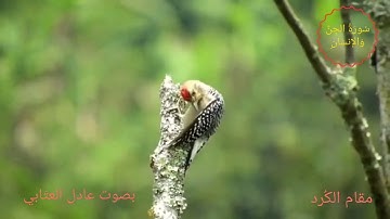 مقام الكُرد الراحة النفسية/ سورة الجن والإنسان بصوت عادل العتّابي