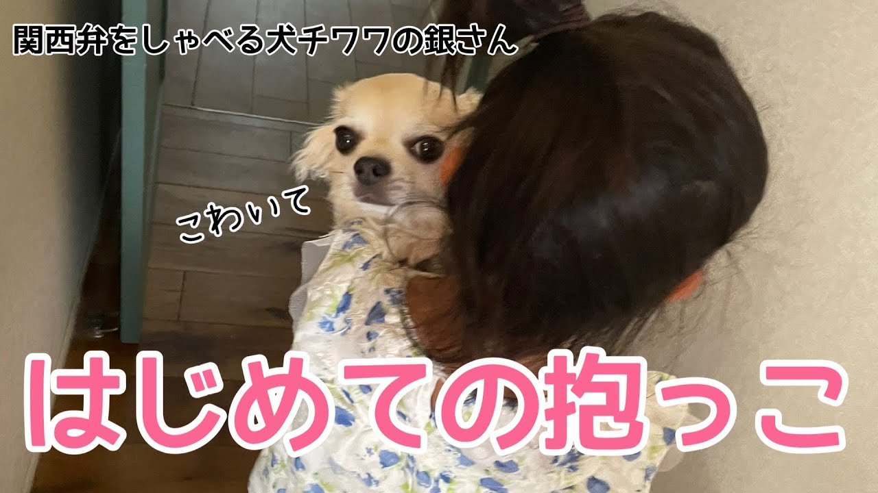 関西弁をしゃべる犬 チワワの銀さん妹達に初めて抱っこされるの巻 おしゃべりペット Youtube