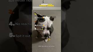 Subscribe if you love animals 💓 🐶  #funny #dogs #lemon #shorts #viralshort 