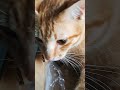 #cat #cute #catlover #animals #lazycat #kitten #cuteanimal #cutecat #cutepet