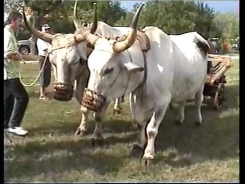 Oxen standing in yoke - YouTube