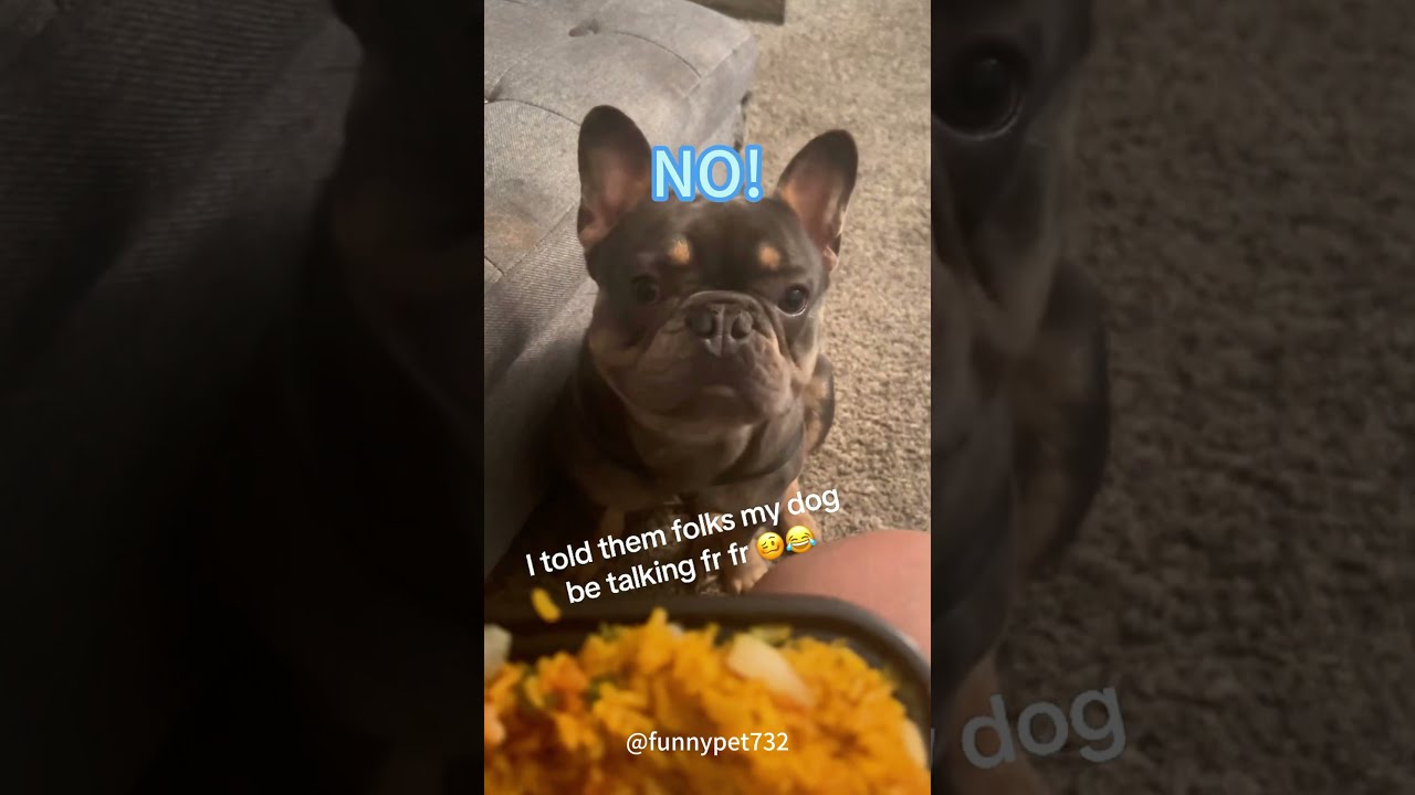 The Dog Speaks English Dogs Funnydogs Fyp Foryou Pet Pets Us