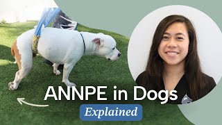 ANNPE in Dogs: Signs, Diagnosis, Cause & Treatment