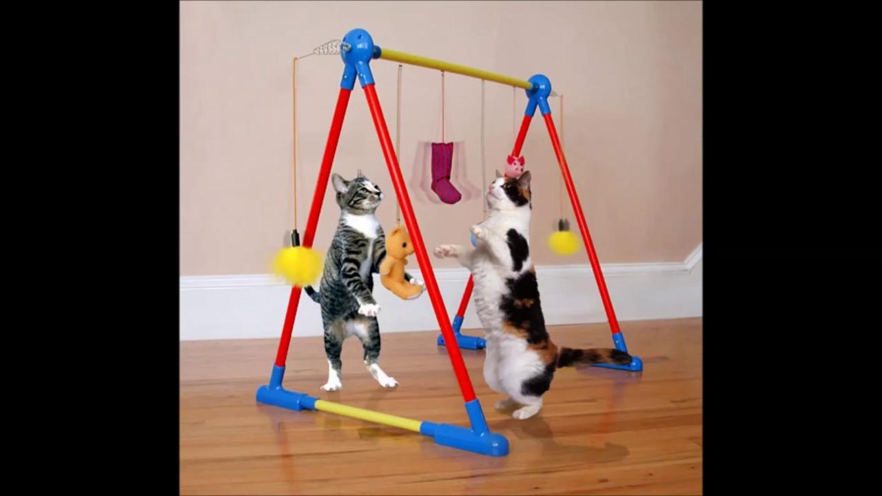 Играть делать котов. Игрушки для кошек своими руками. Игрушка для кошки. Игрушка кот. Самодельные игрушки для кошек.