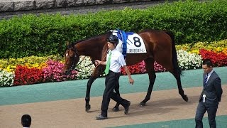 2016　日本ダービー観に行った