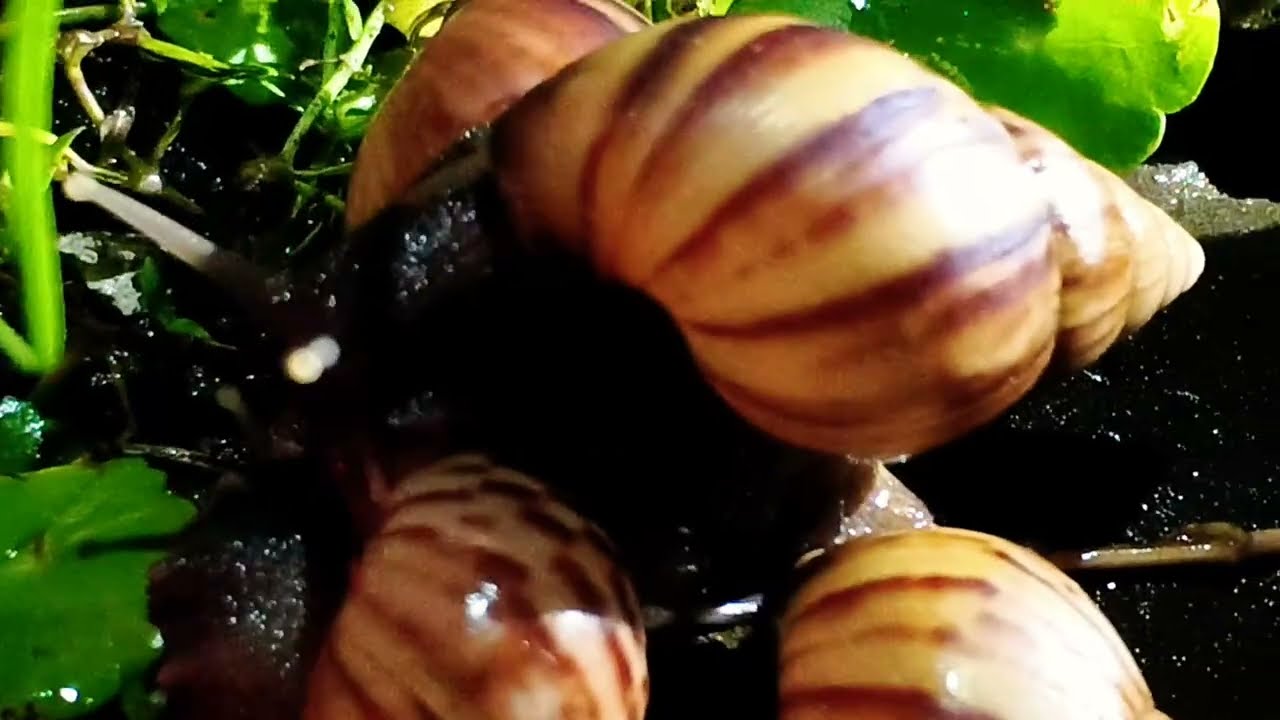 Улитки, несомненно, медленно осваивают окружающий мир. 