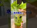 水耕栽培あるある🌱藻！#野菜作り #野菜栽培 #水耕栽培 #藻