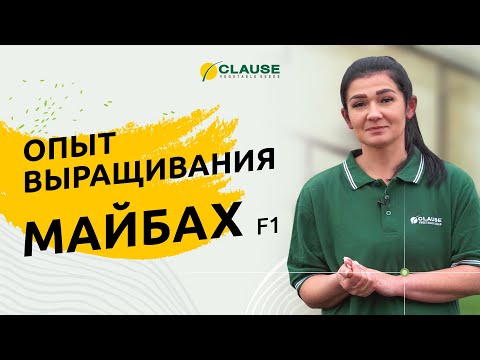 МАЙБАХ F1 - ОПЫТ ФЕРМЕРА