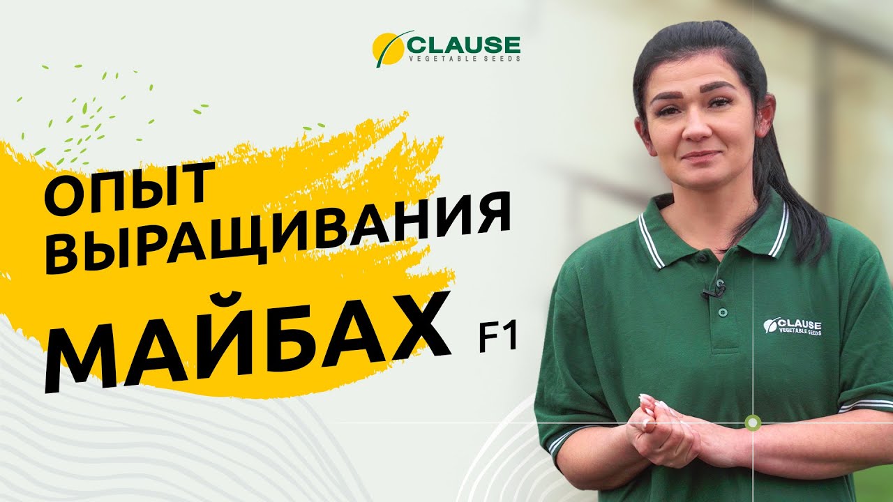 Арбуз майбах f1