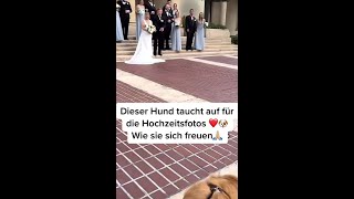 Famous cr: furryventures_petcare #hundevideos #lustigehunde #dogsofttiktok #süßehunde #Broke #durusselnase Profile