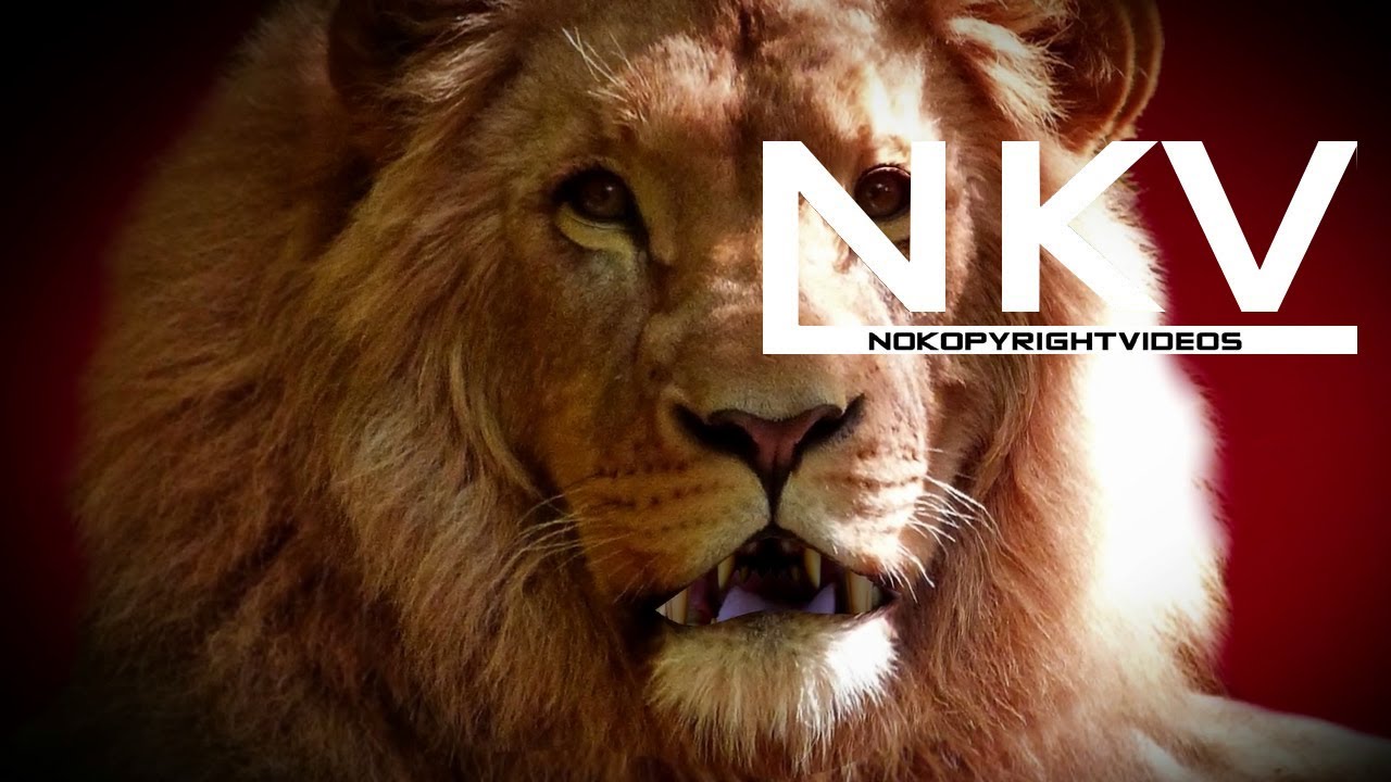 LION Royalty Free | No Copyright Video | Copyright Free | Free stock footage |