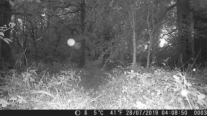 Spooky light on morts camera trap video