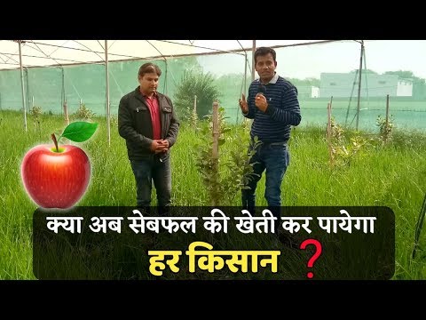 सेब फल की नई किस्म जिससे गर्म प्रदेश के किसान भी कर पाएंगे खेती
