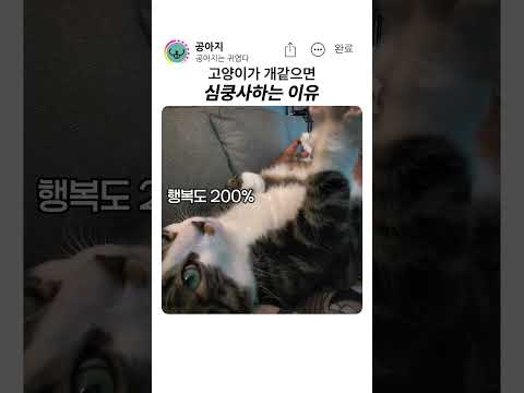 <strong>고양이가</strong> 개 같으면 심쿵사하는 이유