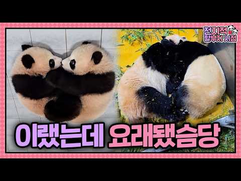 (SUB) 우리 그대로 컸어요! 근데 이제 뚠뚠함을 곁들인...🐼  | 전지적 할부지 시점 ep.254