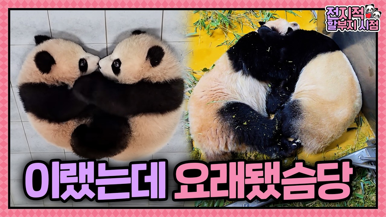 우리 그대로 컸어요! 근데 이제 뚠뚠함을 곁들인...🐼  | 전지적 할부지 시점 ep.254