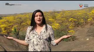 Florecimiento de los Guayacanes en en el distrito de Lancones, provincia de Sullana, Piura