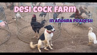 Desi Cock Farm in Andhra Pradesh -2 | Feed for Care | Aseel Fight | Village Farm | Local Farm by Indian Agri Farm 721 views 1 year ago 8 minutes, 54 seconds