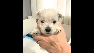 4 Week Old Westies Update!  Time to Feed the Babies! #westhighlandwhiteterrier #westie #puppies