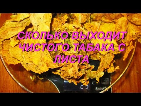 ДНЕВНИК ТАБАКОВОДА № 37 ( 29.07. Сколько выходит готового продукта с сырого листа ) ТАБАК