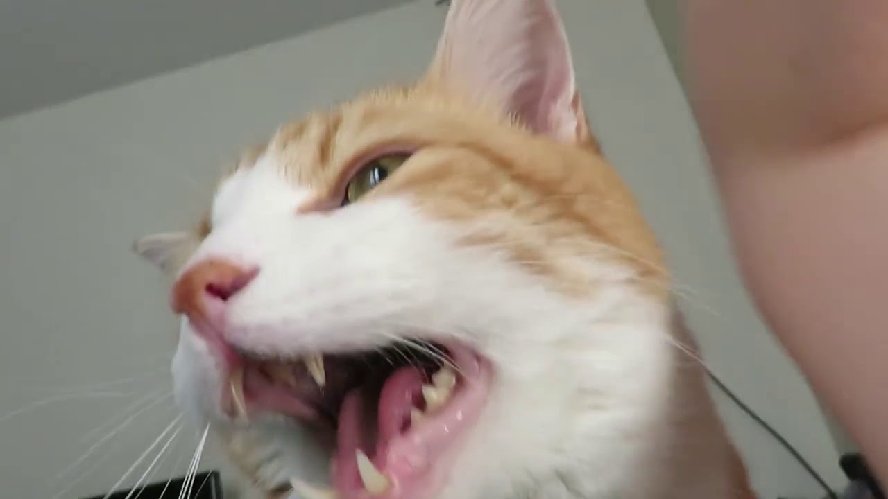 Un Chat Reveille Son Maitre En Miaulant Youtube Un Chat Reveille Son Maitre En Miaulant Youtube