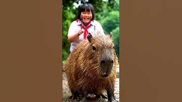 Tập 18 : Capybara xô ngã Lan giữa vũng bùn và cái kết bất ngờ #capybara #ohchumchum