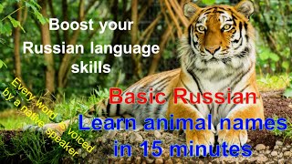Animal names in Russian. Russian for beginners, basic russian. Russian  language. - YouTube