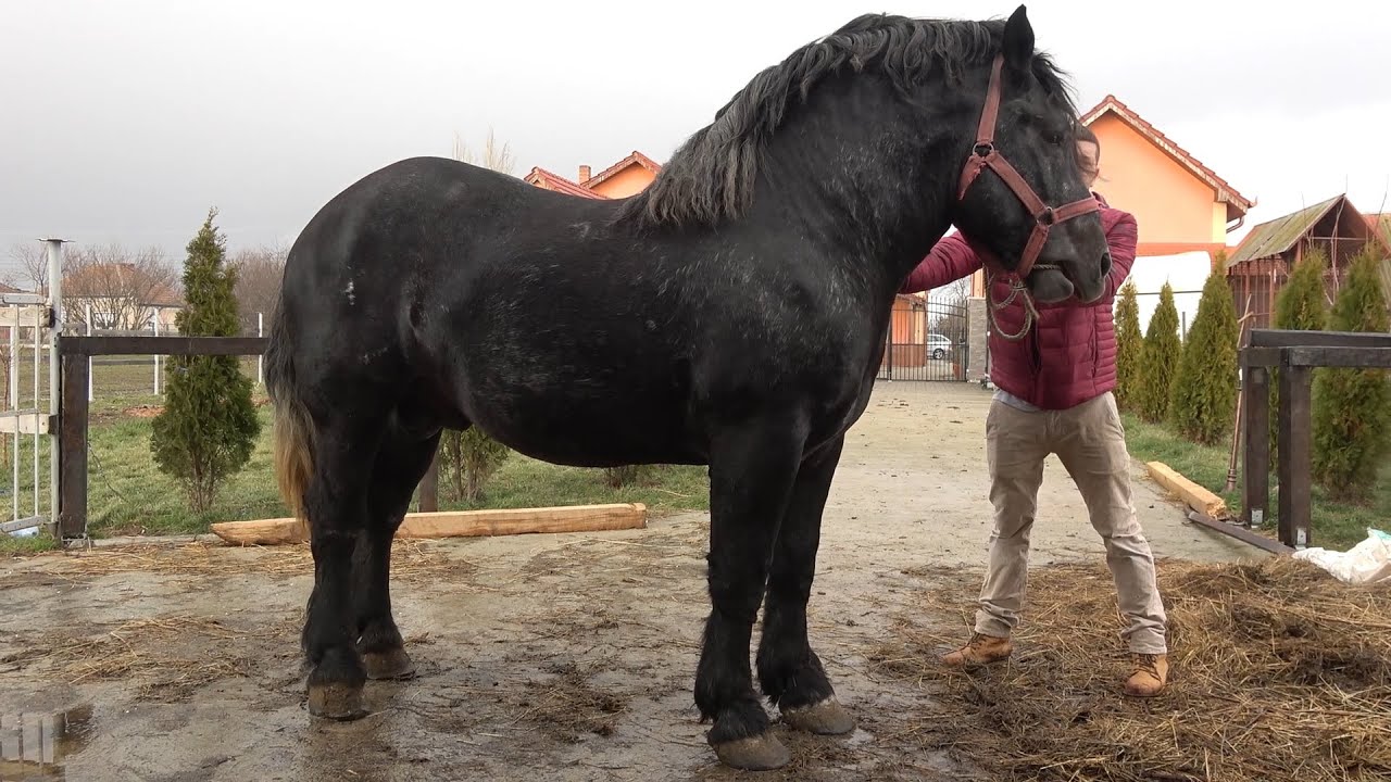 Caii lui Alin Blaga de la Corod, Satu Mare - 2020 Nou!!!