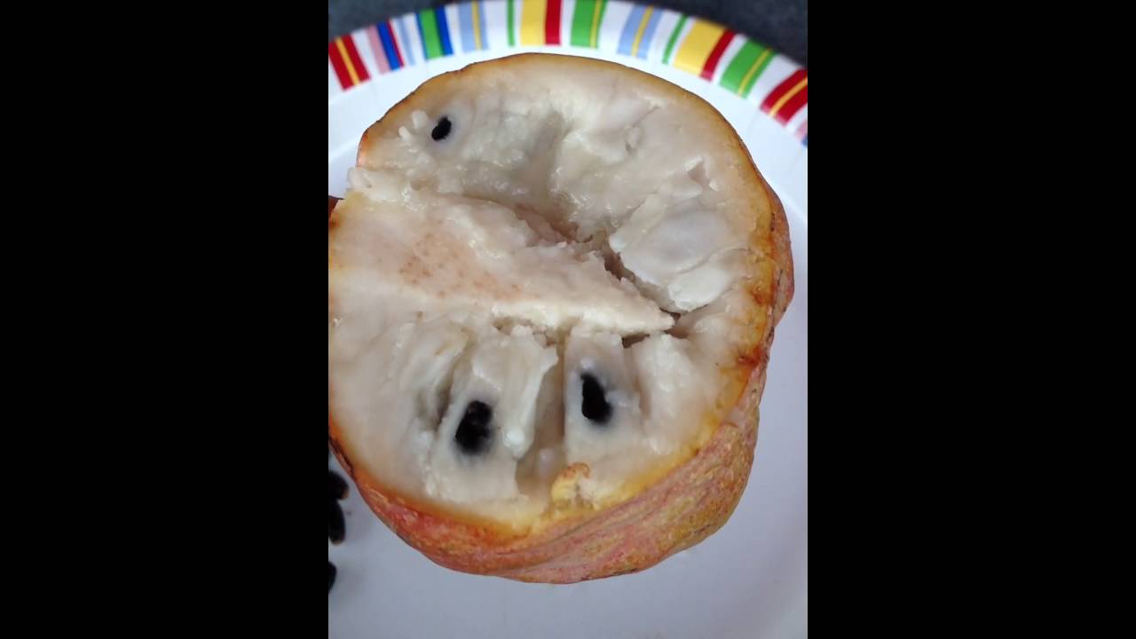 Home grown Red Custard Apple growing in Lake Forest California YouTube
