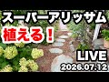◆秋に向けての庭づくり🪴【スーパーアリッサム】