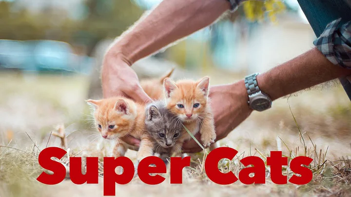 Video 2606201: cats kittens meowing compilation, cat meowing sound kitten, kittens meowing compilation cute, kittens meowing compilation funny, meowing best funny cat, farm animal sounds, kitty